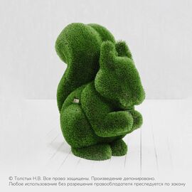 Белка большая
