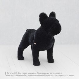Французский бульдог чёрный